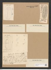 Diatomeae indet. Zeichnungen Sammlung Grunow Nr. 4485 (NHMW-BOT-W0372441)